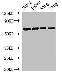 Western Blot Positive WB detected in Recombinant protein All lanes: mutL antibody at 3ug/ml Secondary Goat polyclonal to rabbit IgG at 1/50000 dilution predicted band size: 68 kDa observed band size: 68 kDa