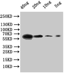 Western Blot Positive WB detected in: recombinant protein All lanes:FSDG_01771 Antibody at 1:1000 Secondary Goat polyclonal to rabbit IgG at 1/50000 dilution Predicted band size: 51 kDa Observed band size: 62 kDa