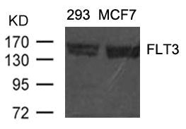 Western blot analysis of extracts from 293 and MCF cells using FLT3(Ab-591) Antibody.