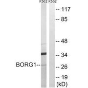 Western blot analysis of extracts from K562 cells, using BORG1 antibody.