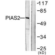 Western blot analysis of extracts from COS7 cells, using PIAS2 antibody.
