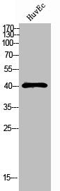Western Blot analysis of HUVEC cells using RCL1 Polyclonal Antibody