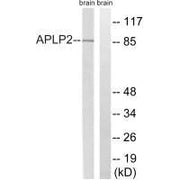 Western blot analysis of extracts from rat brain cells, using APLP2 (Ab-755) antibody.