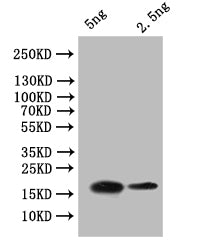Western Blot Positive WB detected in: recombinant protein All lanes:OBP7 Antibody at 1:1000 Secondary Goat polyclonal to rabbit IgG at 1/50000 dilution Predicted band size: 19 kDa Observed band size: 19 kDa