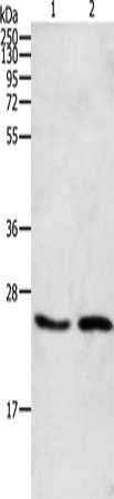 Gel: 12%SDS-PAGE, Lysate: 40 ug, Lane 1-2: NIH/3T3 cells, Mouse brain tissue, Primary antibody: CSB-PA548002(RHOA Antibody) at dilution 1/200, Secondary antibody: Goat anti rabbit IgG at 1/8000 dilution, Exposure time: 1 minute