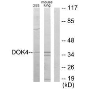 Western blot analysis of extracts from 293 cells and mouse lung cells, using DOK4 antibody.