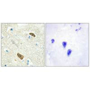 Immunohistochemical analysis of paraffin-embedded human brain tissue using PLXDC1 antibody.