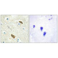 Immunohistochemical analysis of paraffin-embedded human brain tissue using PLXDC1 antibody.