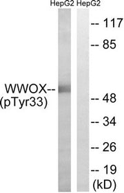 Western blot analysis of extracts from HepG2 cells treated with PMA using WWOX (Phospho-Tyr33) Antibody.The lane on the right is treated with the antigen-specific peptide.