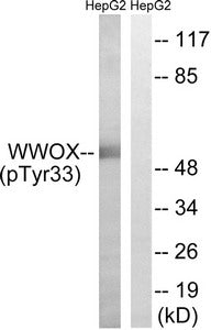 Western blot analysis of extracts from HepG2 cells treated with PMA using WWOX (Phospho-Tyr33) Antibody.The lane on the right is treated with the antigen-specific peptide.