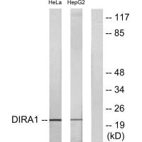 Western blot analysis of extracts from HeLa cells and HepG2 cells, using DIRA1 antibody.