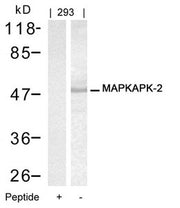 Western blot analysis of extracts from 293 cells using MAPKAPK-2(Ab-334) Antibody and the same antibody preincubated with blocking peptide.