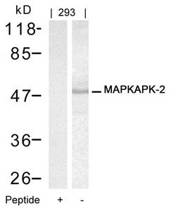 Western blot analysis of extracts from 293 cells using MAPKAPK-2(Ab-334) Antibody and the same antibody preincubated with blocking peptide.