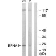 Western blot analysis of extracts from 293 cells and Jurkat cells, using EFNA1 antibody.