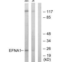 Western blot analysis of extracts from 293 cells and Jurkat cells, using EFNA1 antibody.
