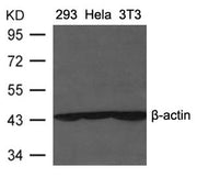 Western blot analysis of extracts from 293, Heia and 3T3 cells using β-actin Antibody.