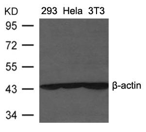 Western blot analysis of extracts from 293, Heia and 3T3 cells using β-actin Antibody.