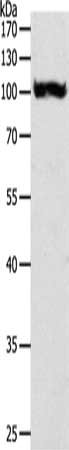 Gel: 8%SDS-PAGE, Lysate: 40 ug, Lane: HT29 cells, Primary antibody: CSB-PA551715(PYGB Antibody) at dilution 1/550, Secondary antibody: Goat anti rabbit IgG at 1/8000 dilution, Exposure time: 10 seconds