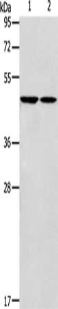 Gel: 10%SDS-PAGE, Lysate: 40 ug, Lane 1-2: Raji cells, mouse brain tissue, Primary antibody: CSB-PA551865(GLRA1 Antibody) at dilution 1/260, Secondary antibody: Goat anti rabbit IgG at 1/8000 dilution, Exposure time: 20 seconds