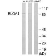 Western blot analysis of extracts from Jurkat cells and HUVEC cells, using ELOA1 antibody.