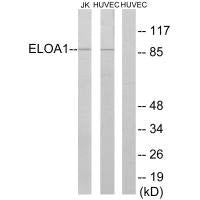 Western blot analysis of extracts from Jurkat cells and HUVEC cells, using ELOA1 antibody.