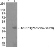 Western blot analysis of extracts from JK cells (Lane 2), using hnRPD (Phospho-Ser83) Antibody. The lane on the left is treated with antigen-specific peptide.