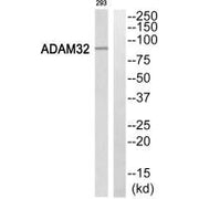 Western blot analysis of extracts from 293 cells, using ADAM32 antibody.