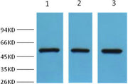 Western blot analysis of Hela (lane 1), mouse brain (lane 2) and HepG2 (lane 3), using diluted at 1:2,000.