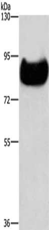 Gel: 6%SDS-PAGE,Lysate: 40 ug,,Primary antibody: CSB-PA553268(TF Antibody) at dilution 1/200 dilution,Secondary antibody: Goat anti rabbit IgG at 1/8000 dilution,Exposure time: 40 seconds