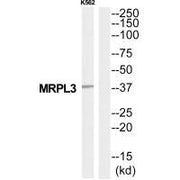 Western blot analysis of extracts from K562 cells, using MRPL3 antibody.