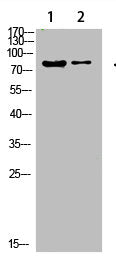 Western Blot analysis of 1,hela 2,3T3 cells using primary antibody diluted at 1:500(4°C overnight). Secondary antibody:Goat Anti-rabbit IgG IRDye 800( diluted at 1:5000, 25°C, 1 hour)