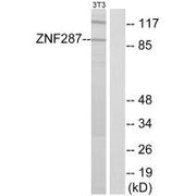 Western blot analysis of extracts from NIH-3T3 cells, using ZNF287 antibody.