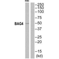 Western blot analysis of extracts from K562 cells, using BAG4 antibody.