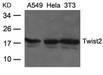 Western blot analysis of extracts from A549, Hela and 3T3 cells using Twist2 Antibody.