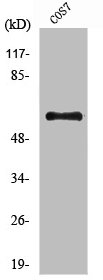 Western Blot analysis of COS7 cells using AMPKα1/2 Polyclonal Antibody
