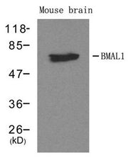 Western blot analysis of extracts from mouse brain tissue using BMAL1 antibody.