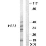 Western blot analysis of extracts from NIH-3T3 cells, using HES7 antibody.