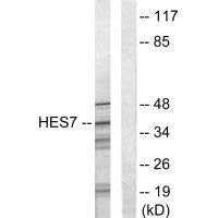 Western blot analysis of extracts from NIH-3T3 cells, using HES7 antibody.