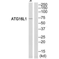 Western blot analysis of extracts from Jurkat cells, using ATG16L1 antibody.