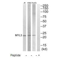 Western blot analysis of extracts from HuvEC, K562 and Jurkat cells, using MYL3 antibody.