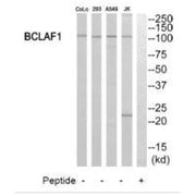 Western blot analysis of extracts from 293 cells, Jurkat cells and A549 cells, using BCLAF1 antibody.