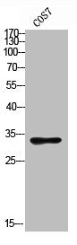 Western blot analysis of COS7 using ASAH3L antibody.. Secondary antibody was diluted at 1:20000