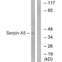 Western blot analysis of extracts from Jurkat cells, using Serpin A5 antibody.