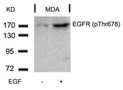 Western blot analysis of extracts from MDA cells untreated or treated with EGF using EGFR(Phospho-Thr678) Antibody.