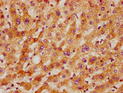 IHC image of CSB-PA5619A0Rb diluted at 1:300 and staining in paraffin-embedded human liver tissue performed on a Leica BondTM system. After dewaxing and hydration, antigen retrieval was mediated by high pressure in a citrate buffer (pH 6.0). Secti...