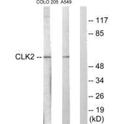 Western blot analysis of extracts from COLO205 cells and A549 cells, using CLK2 antibody.