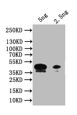 Western Blot Positive WB detected in: recombinant protein All lanes: Piezo Antibody at 1:1000 Secondary Goat polyclonal to rabbit IgG at 1/50000 dilution Predicted band size: 42 kDa Observed band size: 42 kDa