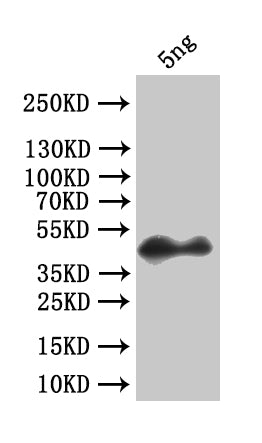 Western Blot Positive WB detected in: recombinant protein All lanes:forkhead box protein O Antibody at 1:1000 Secondary Goat polyclonal to rabbit IgG at 1/50000 dilution Predicted band size: 35.6 kDa Observed band size: 42 kDa