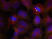 Immunofluorescence staining of methanol-fixed Hela cells using Synaptotagmin 1/2 (Phospho-Thr202/199) Antibody.