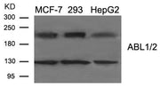 Western blot analysis of extract from MCF-7, 293, HepG2 cells using ABL1/2 (Ab-393/439) Antibody.